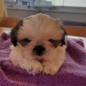 2 Aylık Secereli,aşıları Veterinerde Yapılan Güzel Shih Tzu Yavrularım