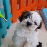 2 Aylık Secereli,aşıları Veterinerde Yapılan Güzel Shih Tzu Yavrularım