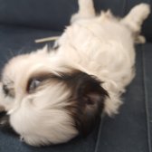 2 Aylık Secereli,aşıları Veterinerde Yapılan Güzel Shih Tzu Yavrularım