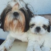 2 Aylık Secereli,aşıları Veterinerde Yapılan Güzel Shih Tzu Yavrularım