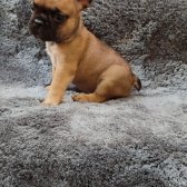 Fransiz Bulldog Bebekler