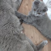 Sağlıklı, 2,5 Aylık Scottish Shorthair Son Yavru