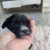 Siyah Beyaz Erkek Morkie Yavru 2,5 Aylık