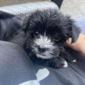 Siyah Beyaz Erkek Morkie Yavru 2,5 Aylık