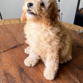 Toy Poodle Erkek Ve Dişi Yavrularımız