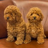 Toy Poodle Erkek Ve Dişi Yavrularımız