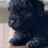 Toy Poodle Erkek Ve Dişi Yavrularımız