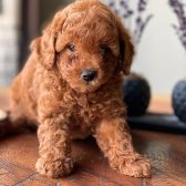 Toy Poodle Erkek Ve Dişi Yavrularımız