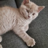 Safkan Scrli Babadan British Shorthair Lilac Yavrumuz