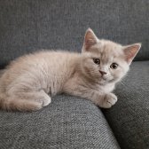 Safkan Scrli Babadan British Shorthair Lilac Yavrumuz