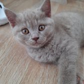 Safkan Scrli Babadan British Shorthair Lilac Yavrumuz