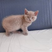 Safkan Scrli Babadan British Shorthair Lilac Yavrumuz