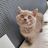 Safkan Scrli Babadan British Shorthair Lilac Yavrumuz