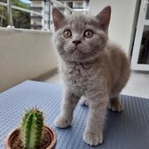 Safkan Scrli Babadan British Shorthair Lilac Yavrumuz