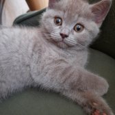 Safkan Scrli Babadan British Shorthair Lilac Yavrumuz