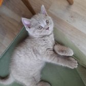 Safkan Scrli Babadan British Shorthair Lilac Yavrumuz