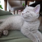 Safkan Scrli Babadan British Shorthair Lilac Yavrumuz