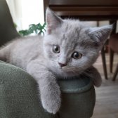 Safkan Scrli Babadan British Shorthair Lilac Yavrumuz