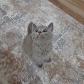 Safkan Scrli Babadan British Shorthair Lilac Yavrumuz