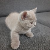 Safkan Scrli Babadan British Shorthair Lilac Yavrumuz