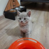 Safkan Scrli Babadan British Shorthair Lilac Yavrumuz