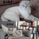 Safkan Scrli Babadan British Shorthair Lilac Yavrumuz