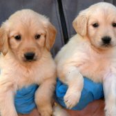 Irk Garantili Golden Retriever Yavrularımız (Sdk)