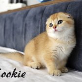 Golden Scottish Fold