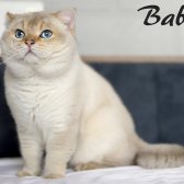 Golden Scottish Fold