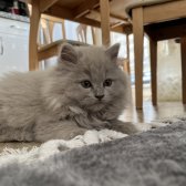 2 Buçuk Aylık British Longhair Yuva Arıyor