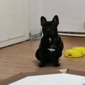 10 Aylık French Bulldog Tüm Aşıları Tam