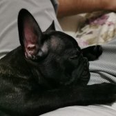 10 Aylık French Bulldog Tüm Aşıları Tam