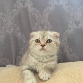 Scottish Fold Erkek 2.5 Aylik