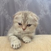 Scottish Fold Erkek 2.5 Aylik