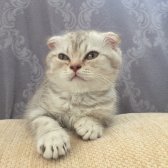 Scottish Fold Erkek 2.5 Aylik