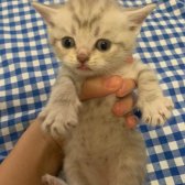 British Shorthair Erkek 2.5 Aylik