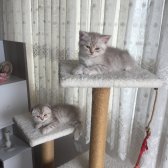 British Shorthair Erkek 2.5 Aylik