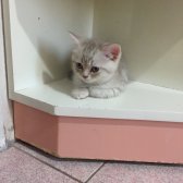 British Shorthair Erkek 2.5 Aylik