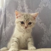 British Shorthair Erkek 2.5 Aylik