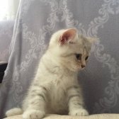 British Shorthair Erkek 2.5 Aylik