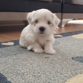 Maltese