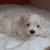 Maltese