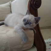 Blue Point British Shorthair 2 Aylık