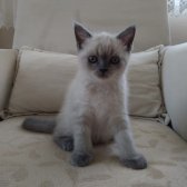 Blue Point British Shorthair 2 Aylık