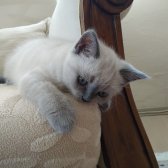 Blue Point British Shorthair 2 Aylık