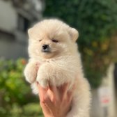 Pomeranian Boo Ayı Surat