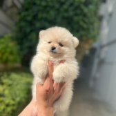 Pomeranian Boo Ayı Surat