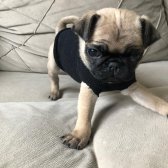 Evinize Neşe Katacak Dişi Pug