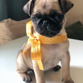 Evinize Neşe Katacak Dişi Pug