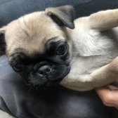 Evinize Neşe Katacak Dişi Pug